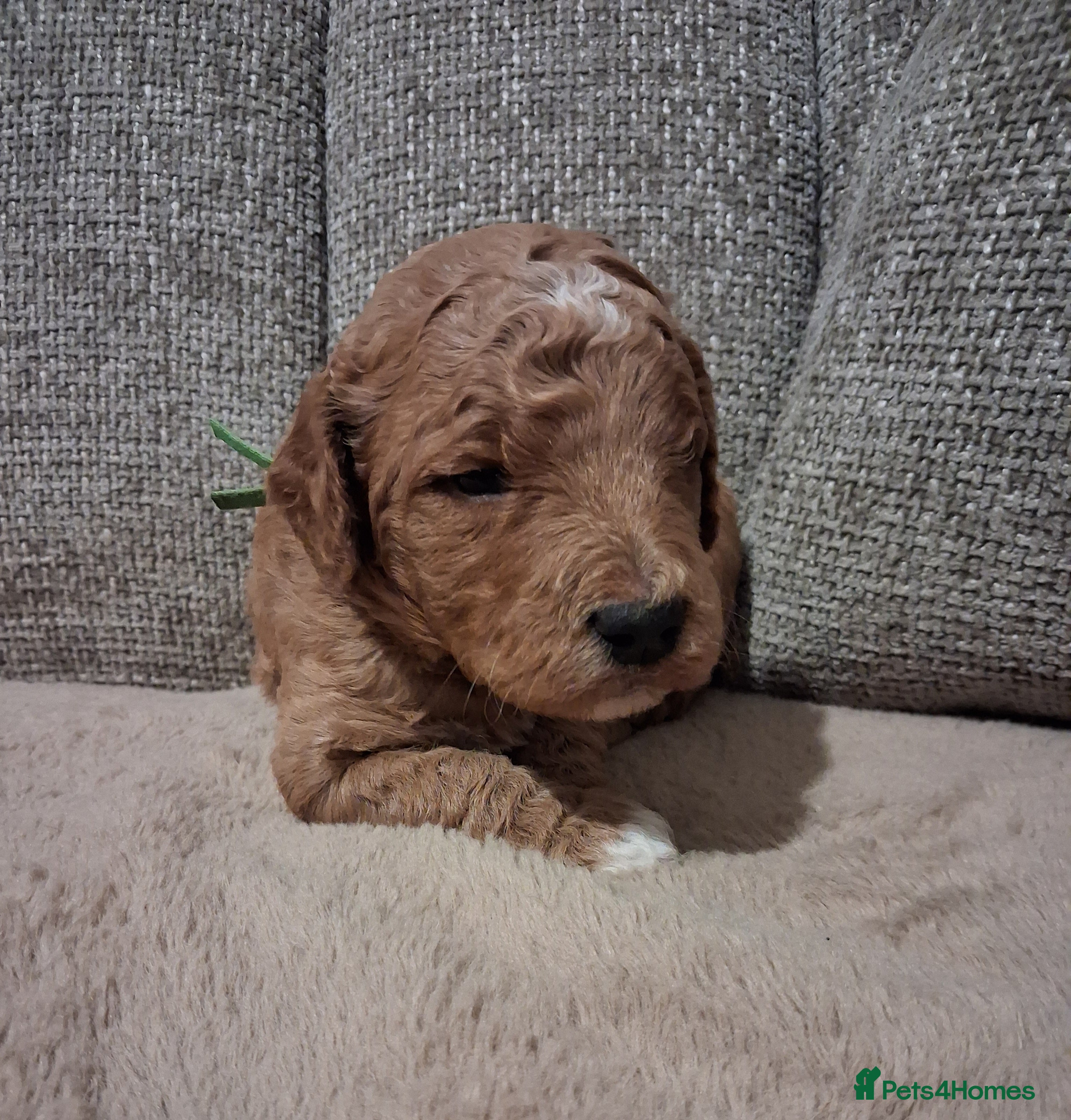 Mini Goldendoodle dogs F2b mini goldendoodles health tested - Advert 6