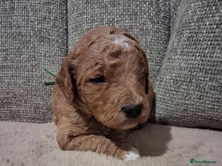 Mini Goldendoodle dogs F2b mini goldendoodles health tested - Advert 6