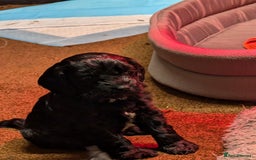 Cockapoo dogs for sale: F1 Miniature Phantom Cockapoos  READY NOW  in Chulmleigh - Image 15