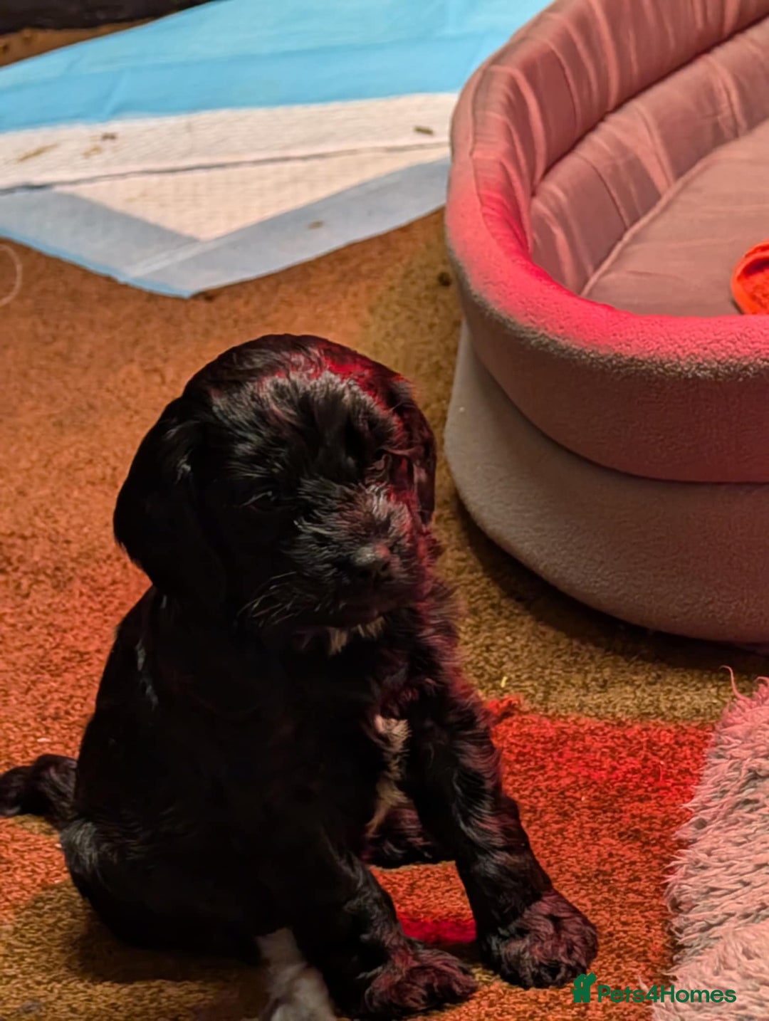 Cockapoo dogs for sale: F1 Miniature Phantom Cockapoos  READY NOW  in Chulmleigh - Image 15
