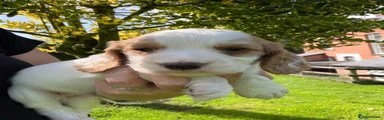 Cocker Spaniel 2