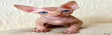 Sphynx Kitten 2