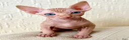 Sphynx cats for sale: Canadian Sphynx Kittens 4 Boys & 1 Girl  in Romford - Advert 18