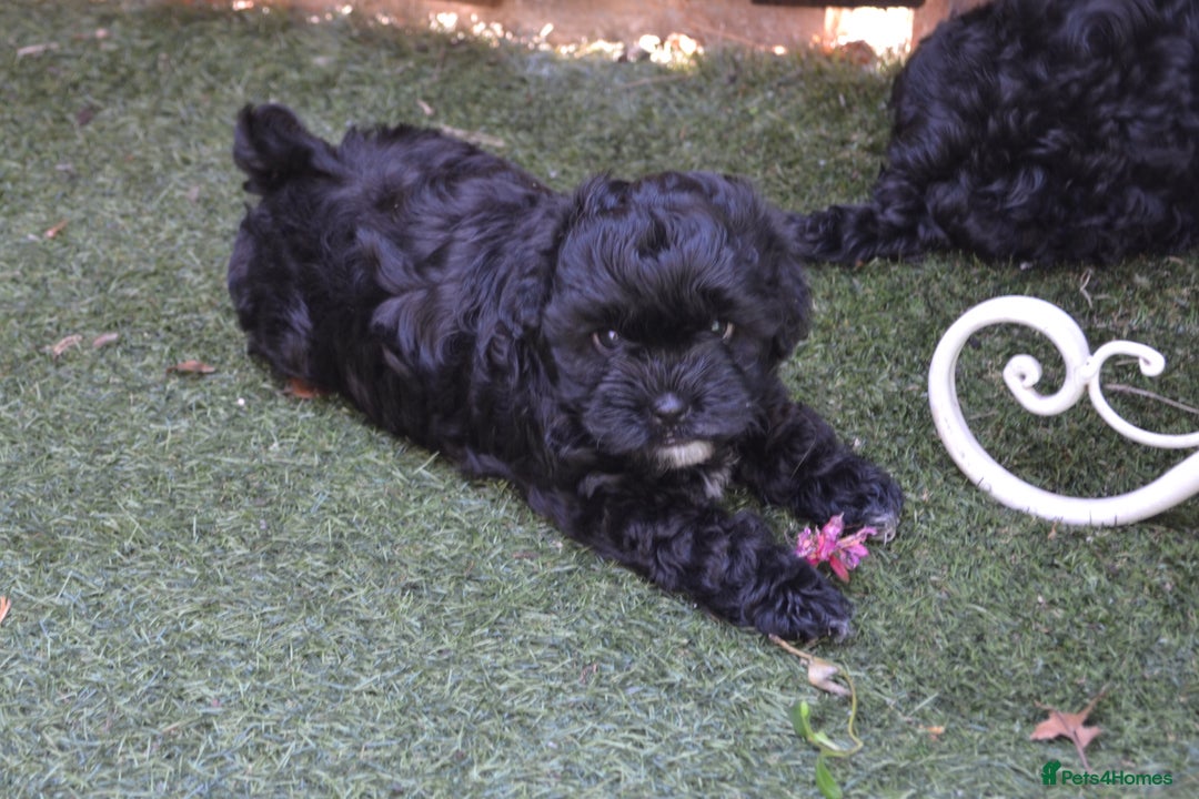 Shihpoo dogs for sale: rare black shipoos - Image 1
