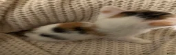 American Shorthair cats for sale: Cuddly Cute Kalic Kittens🐾 - Advert 30