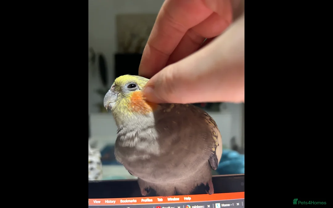 Cockatiels birds for sale: Two Loving Female Cockatiels for Rehoming - Advert 7