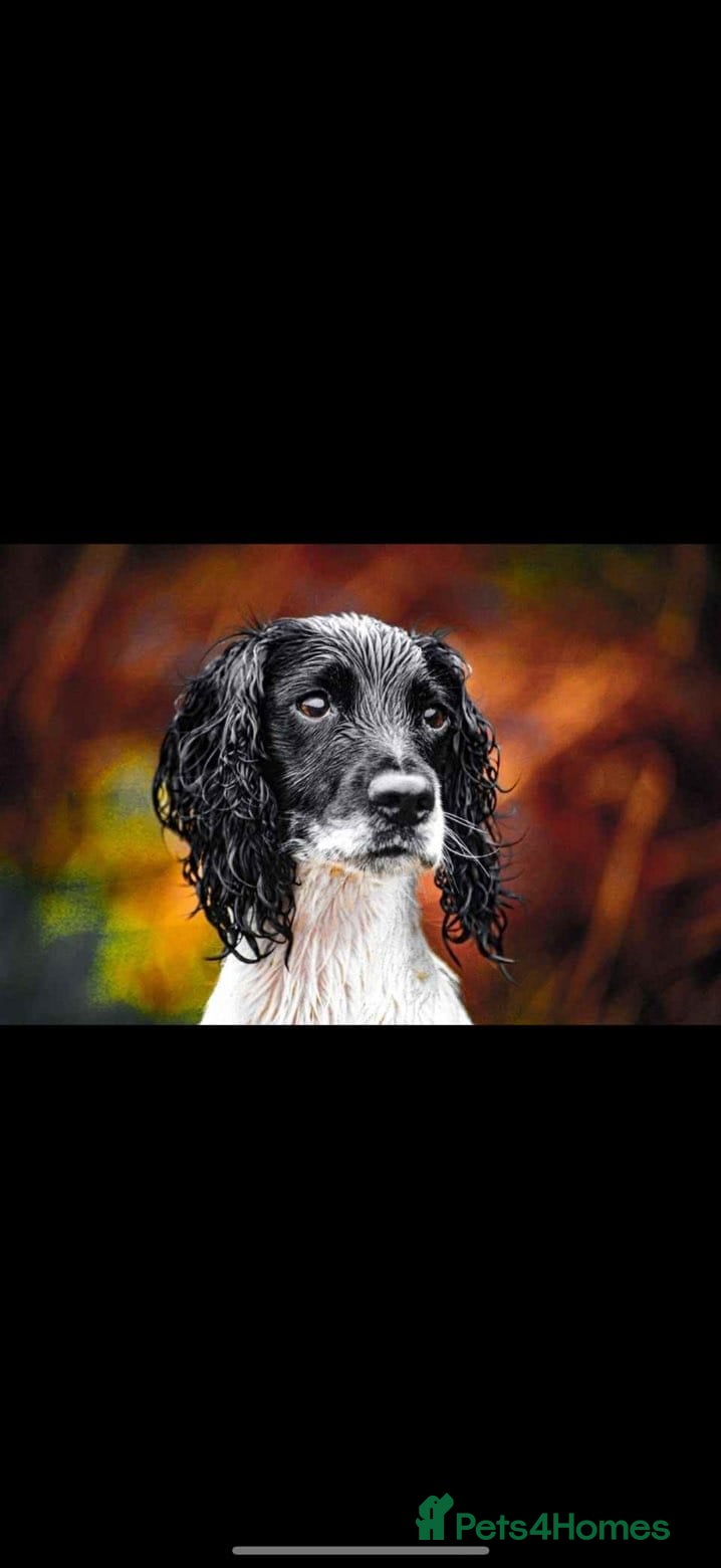 Cockerdor dogs Stunning cockerdor puppies  - Advert 2