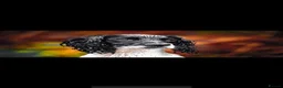 Cockerdor dogs for sale: Stunning cockerdor puppies  - Advert 2