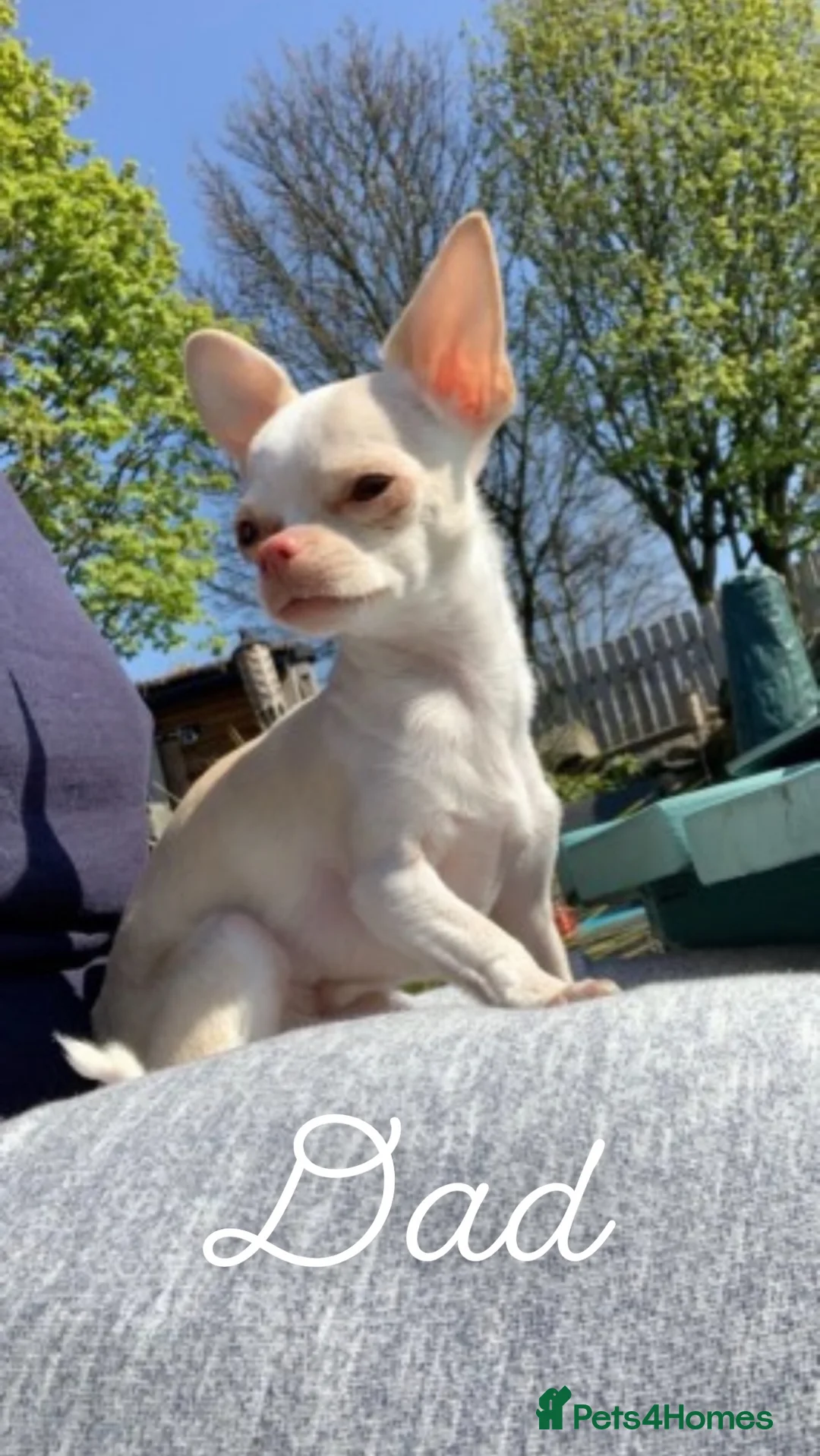 Chihuahua dogs for stud: **PROVEN STUD** ** Chihuahua in Pudsey - Advert 11