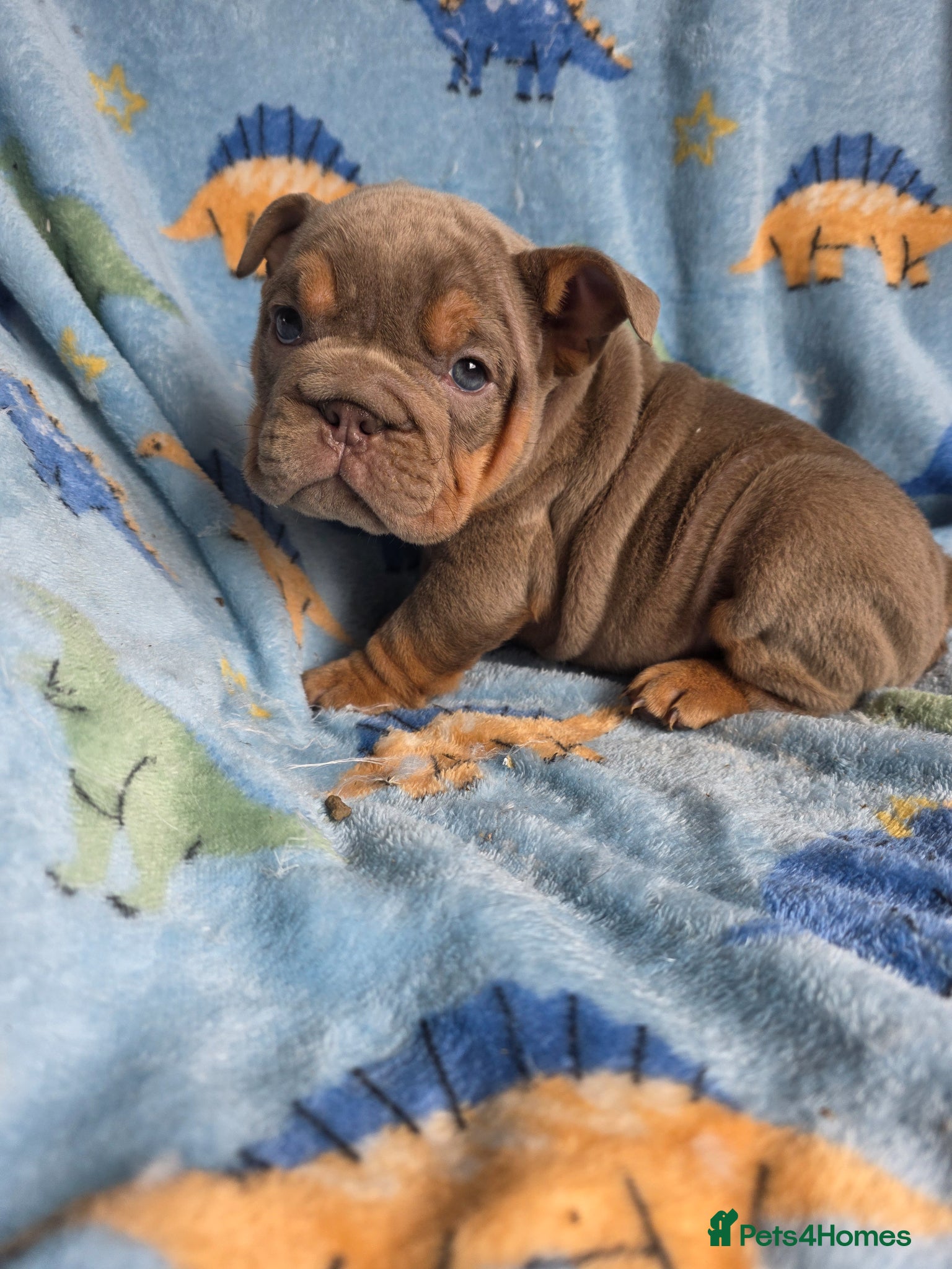 English Bulldog dogs british bulldog pups - Advert 14