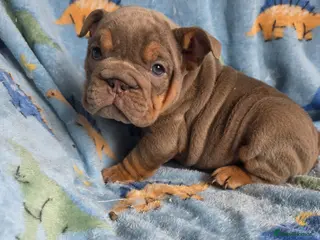English Bulldog dogs british bulldog pups - Advert 14