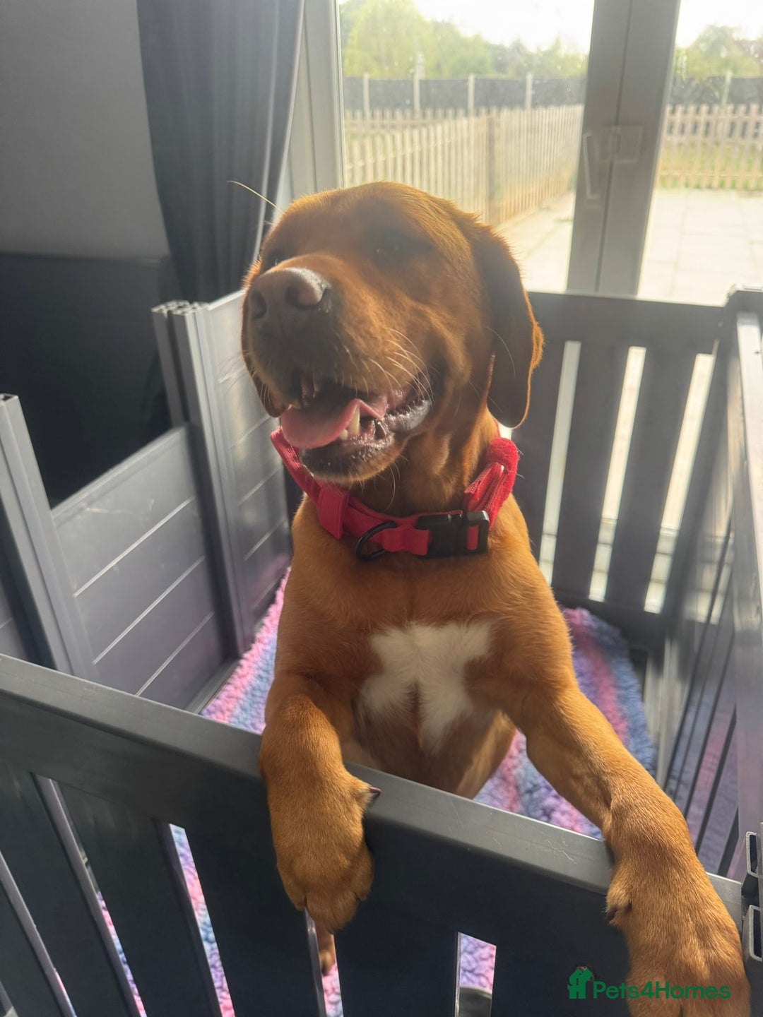 Labrador Retriever dogs for sale: Fox red labradors - Image 10