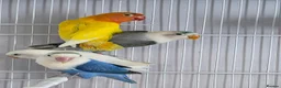 Lovebirds birds for sale: Colour Lovebirds for Sale - Advert 2