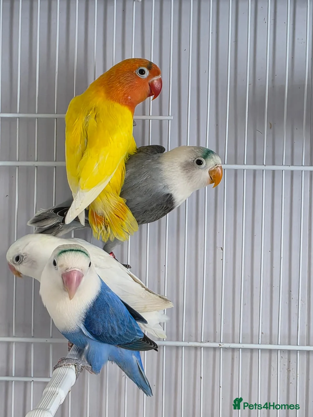 Lovebirds birds for sale: Colour Lovebirds for Sale - Advert 2