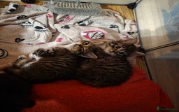 Domestic Shorthair cats for sale: Beautiful litter of kittens 3 x girls and 1 boy - Image 4