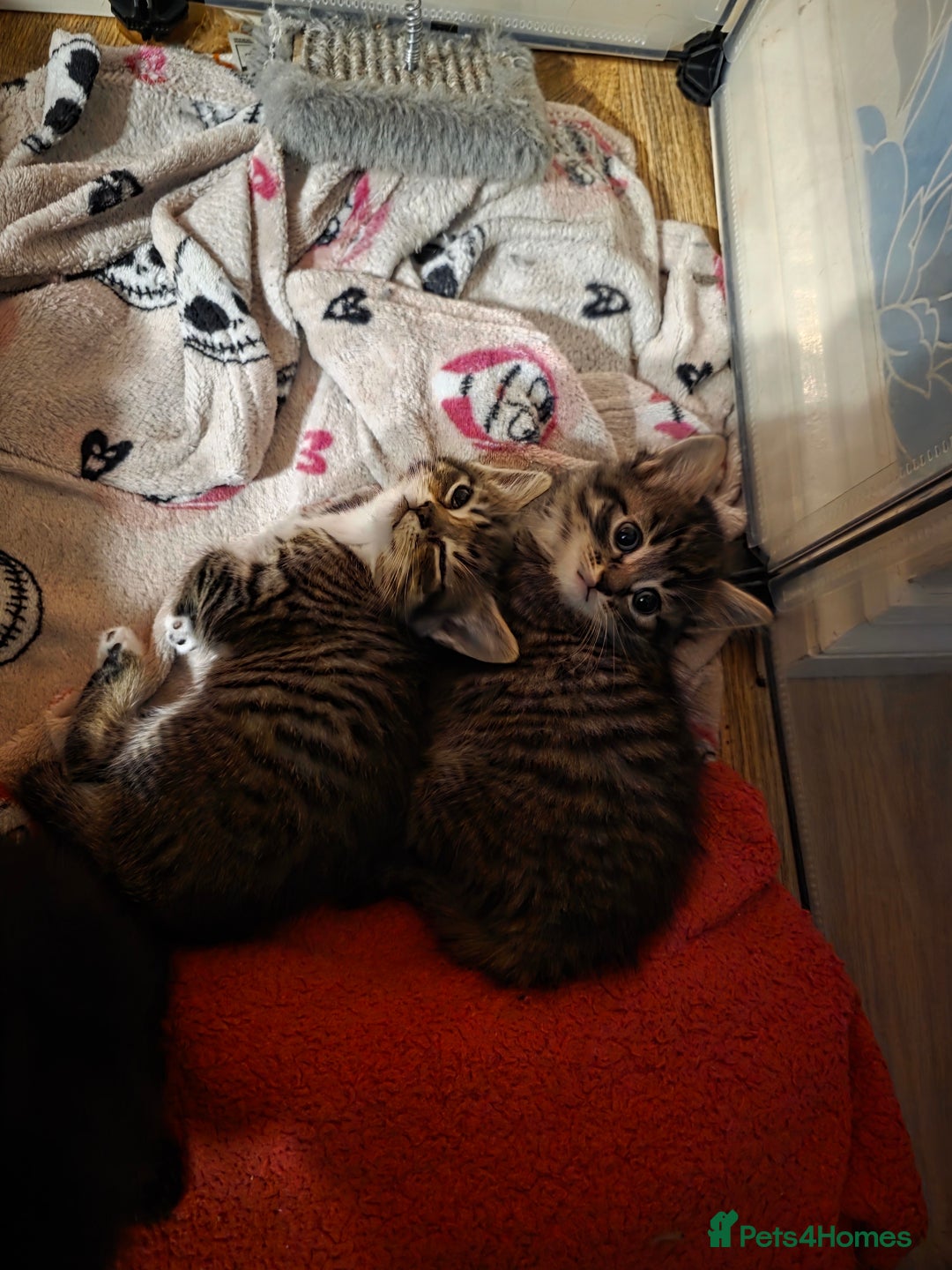 Domestic Shorthair cats for sale: Beautiful litter of kittens 3 x girls and 1 boy - Image 4