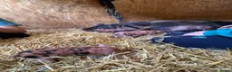 Pig livestock for sale: Miniature piglets-sandy & black/black spot - Advert 7