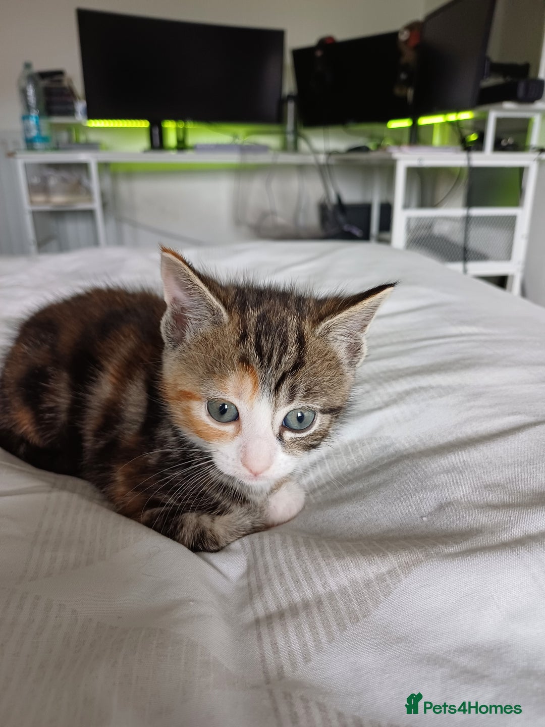 Mixed Breed cats for sale: Beautiful kittens - Image 11