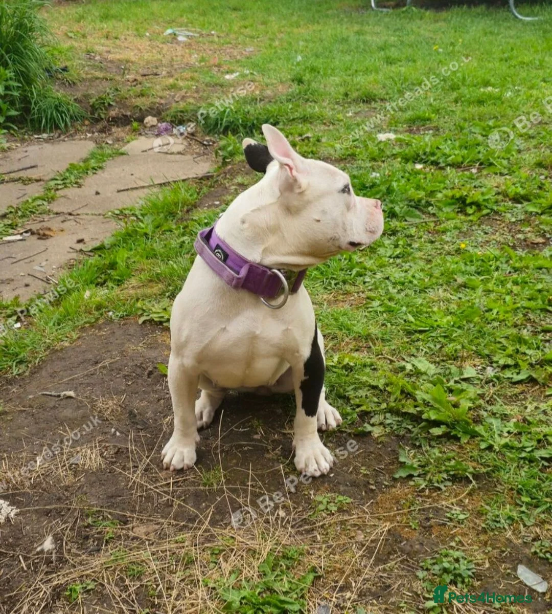 American Bully dogs for sale: Pocket bully female abkc  in Grimsby - Advert 5