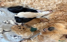 Cockapoo dogs for sale: Beautiful F2 Cockapoo pup for sale - Image 6