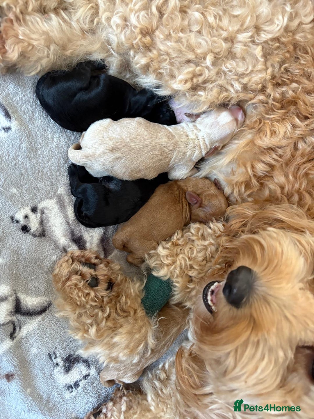Cockapoo dogs for sale: Beautiful F2 Cockapoo pup for sale - Image 6