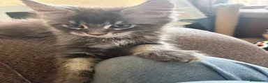 Maine Coon 5