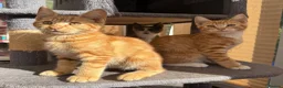 Maine Coon cats for sale: TORTOISESHELL MAINE COON X KITTENS - Advert 31