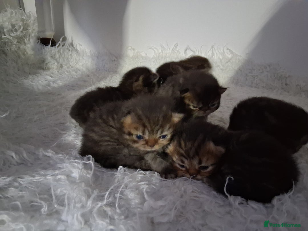 Persian cats for sale: Boys!!!!!Persian golden Chinchillas - Advert 3