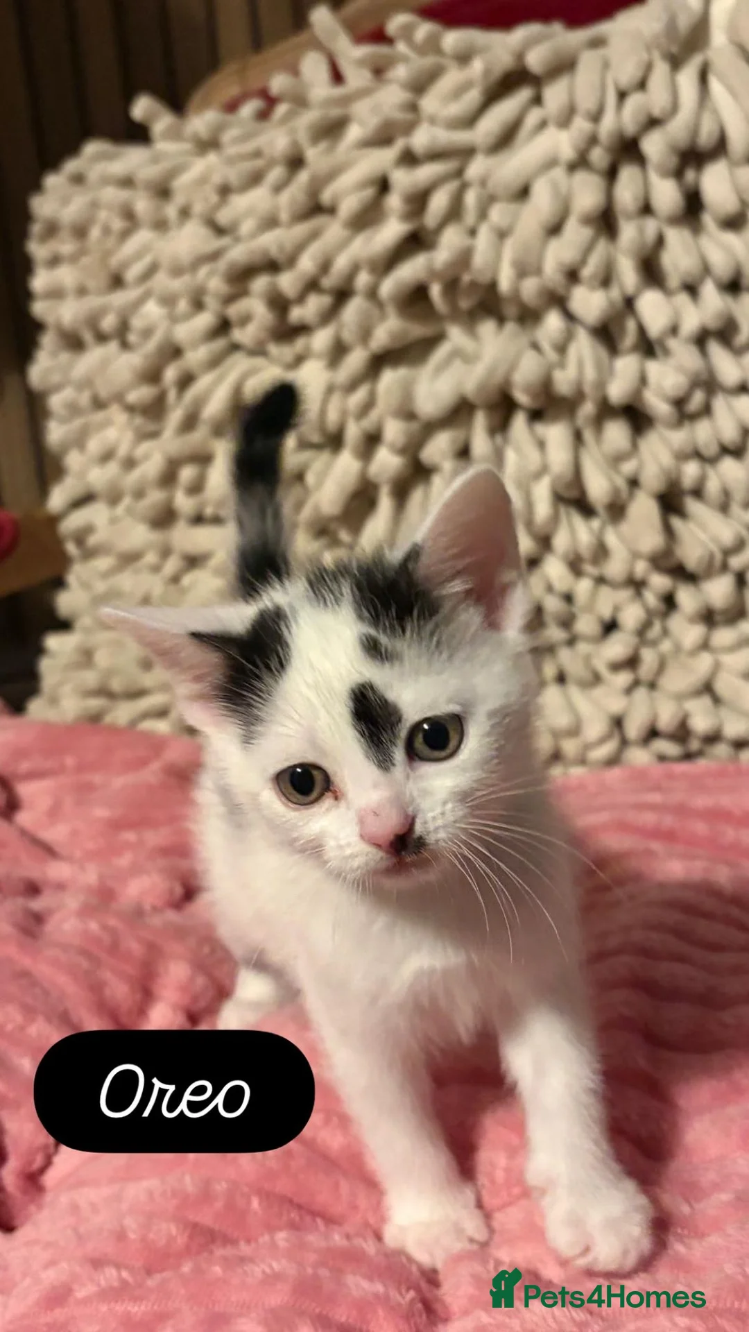 Scottish Fold cats for sale: 3 Beautiful ScottishFold TabbiesStripesSpotsFolded - Advert 5