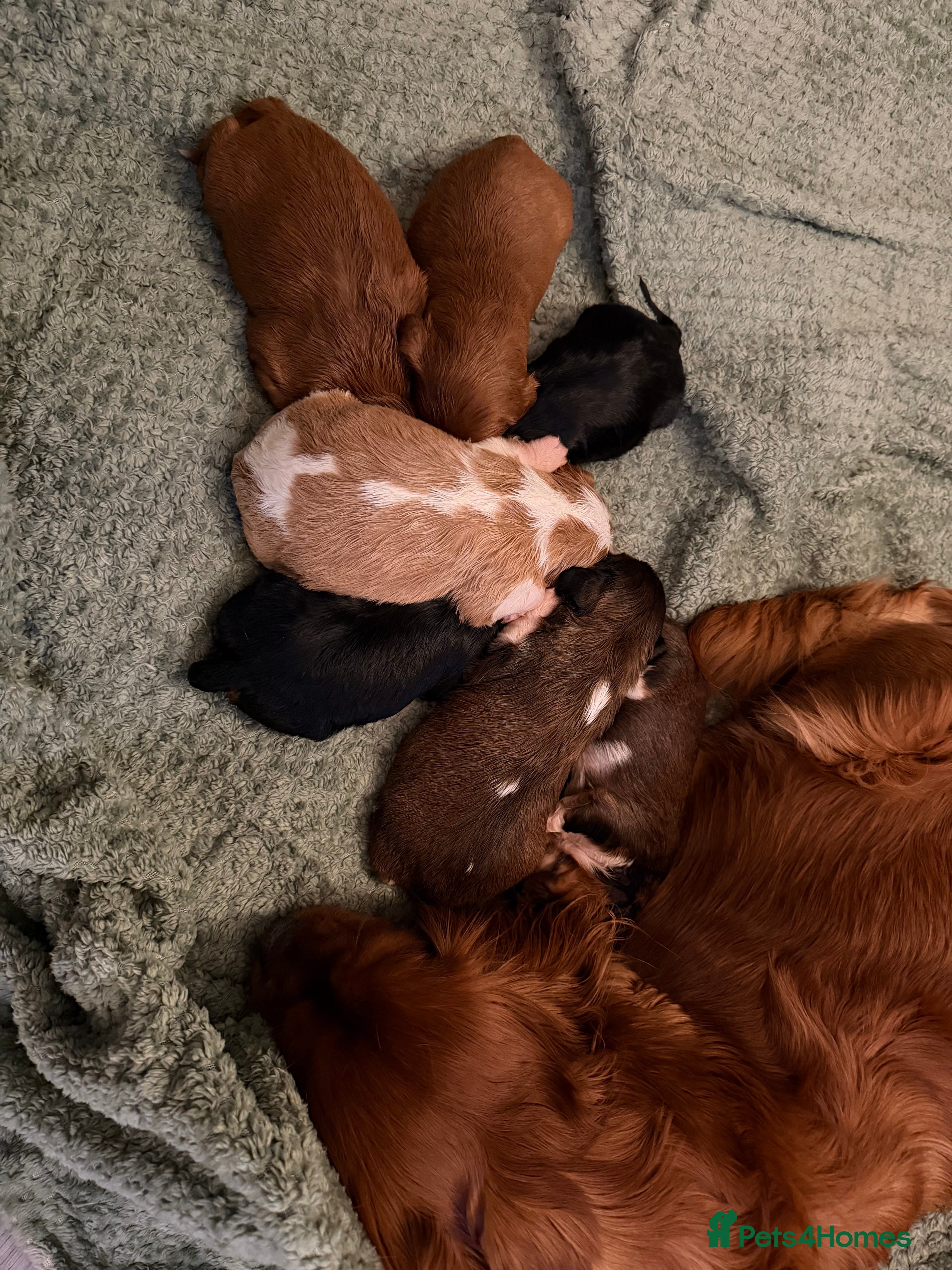 Cavalier King Charles Spaniel dogs Cavalier King Charles Spaniels Puppies for sale - Advert 1