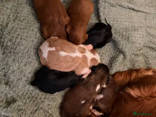 Cavalier King Charles Spaniel dogs Cavalier King Charles Spaniels Puppies for sale - Advert 1