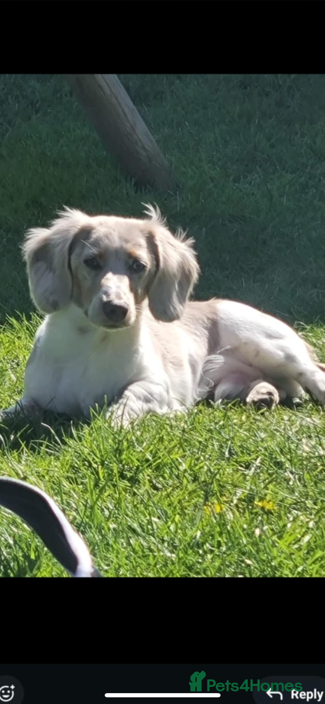 Dachshund dogs for stud: Charlie - Advert 2