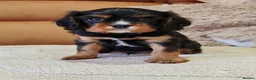 Cavalier King Charles Spaniel dogs for sale: KC Reg Boys Available from Doppler Tested Parents  in Southampton - Advert 5