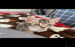 Mixed Breed cats for sale: 4 Beautiful Kitties For Sale  - Image 1