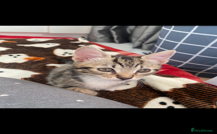 Mixed Breed cats - Advert 1