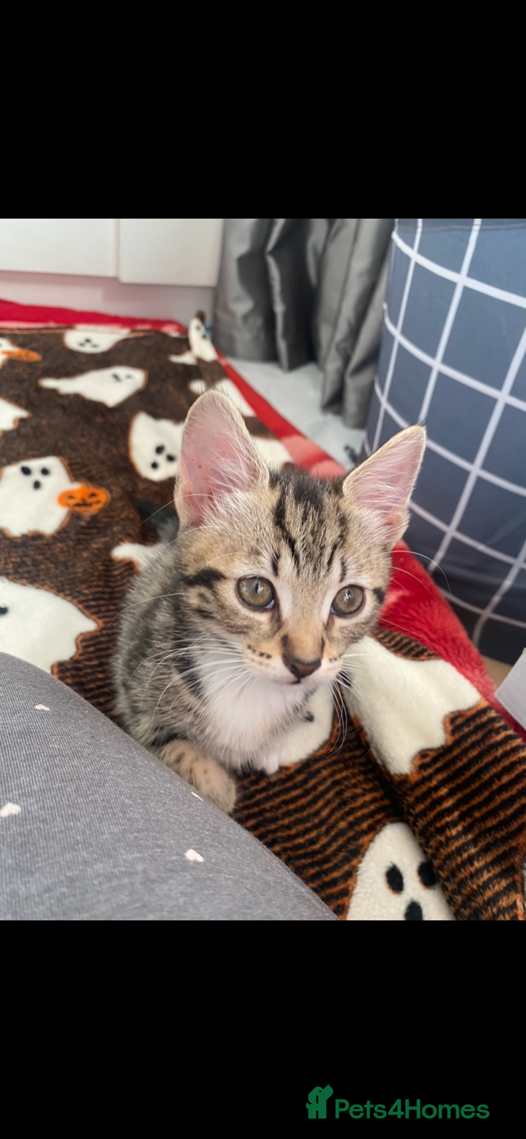 Mixed Breed cats for sale: 4 Beautiful Kitties For Sale  - Image 1
