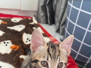 Mixed Breed cats - Advert 6