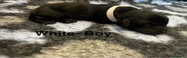 White - Boy