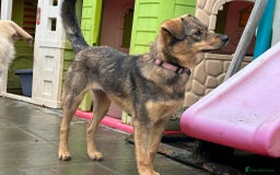 Mixed Breed dogs for adoption: Justice - Norwich Norfolk  in Norwich - Image 18
