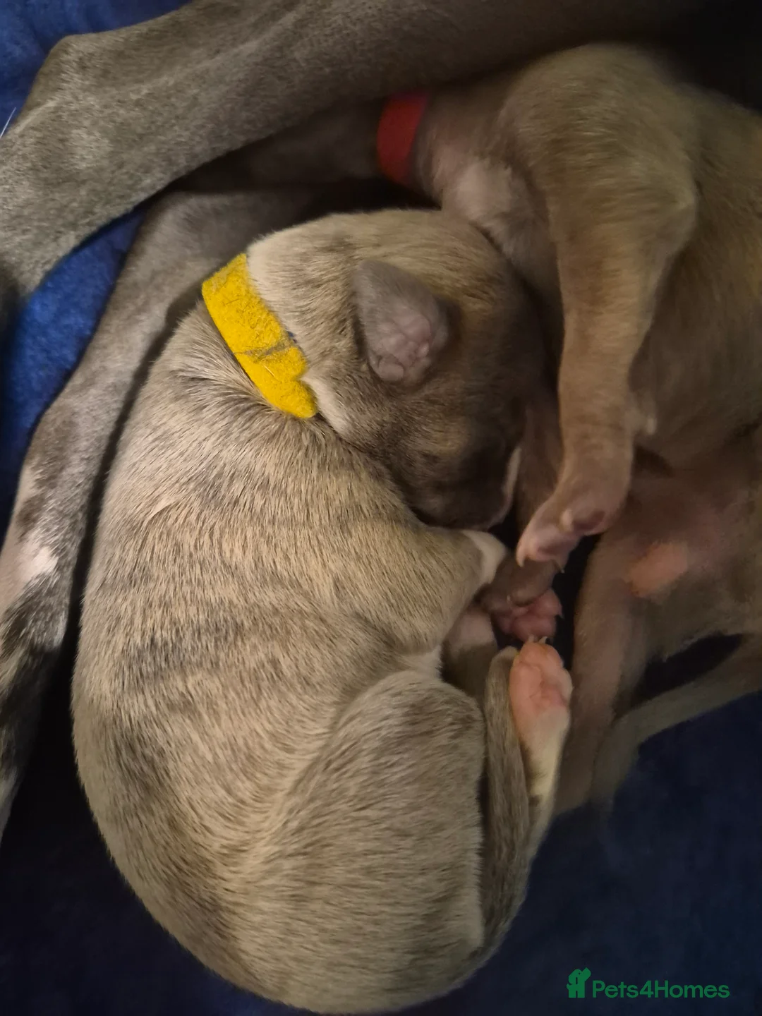 Whippet dogs for sale: KC Whippet Puppies - Champion Lines - Advert 10