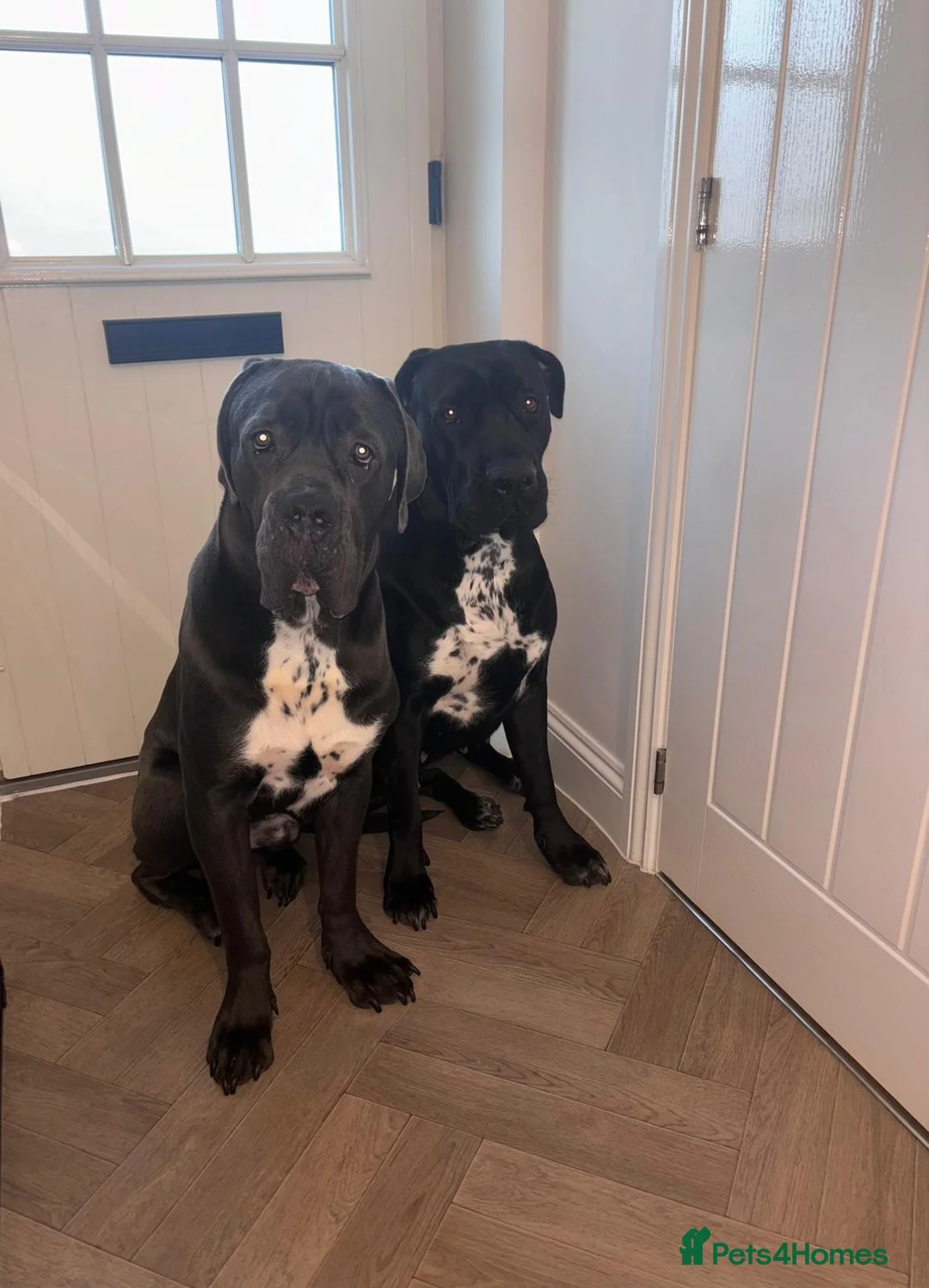 Cane Corso dogs for stud: FOR STUD Beautiful Blue Cane Corso in Sandy - Advert 4