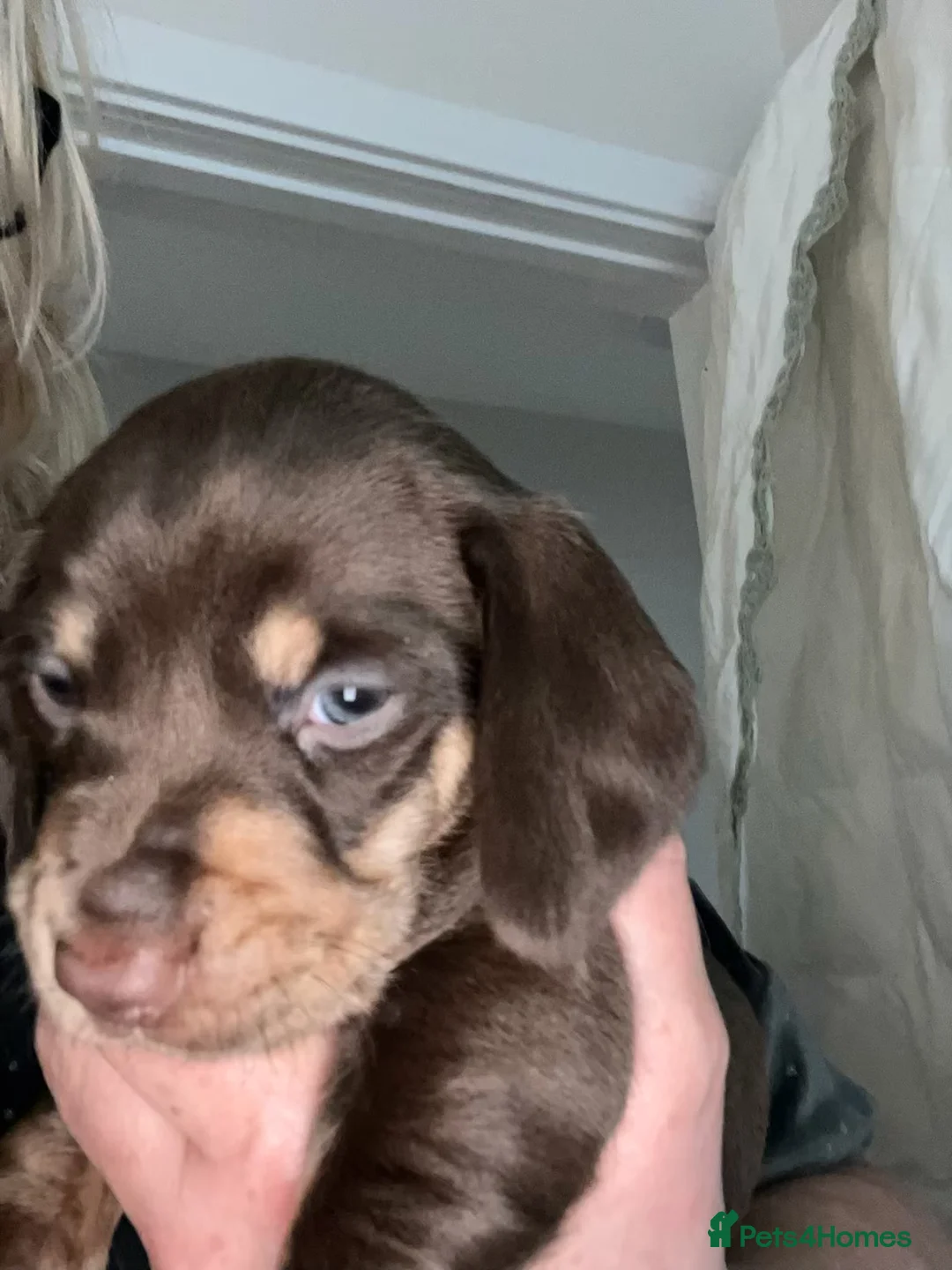 Miniature Dachshund dogs for sale: . Mini Dutch Hound Pups – Choc & Dapple - Advert 27