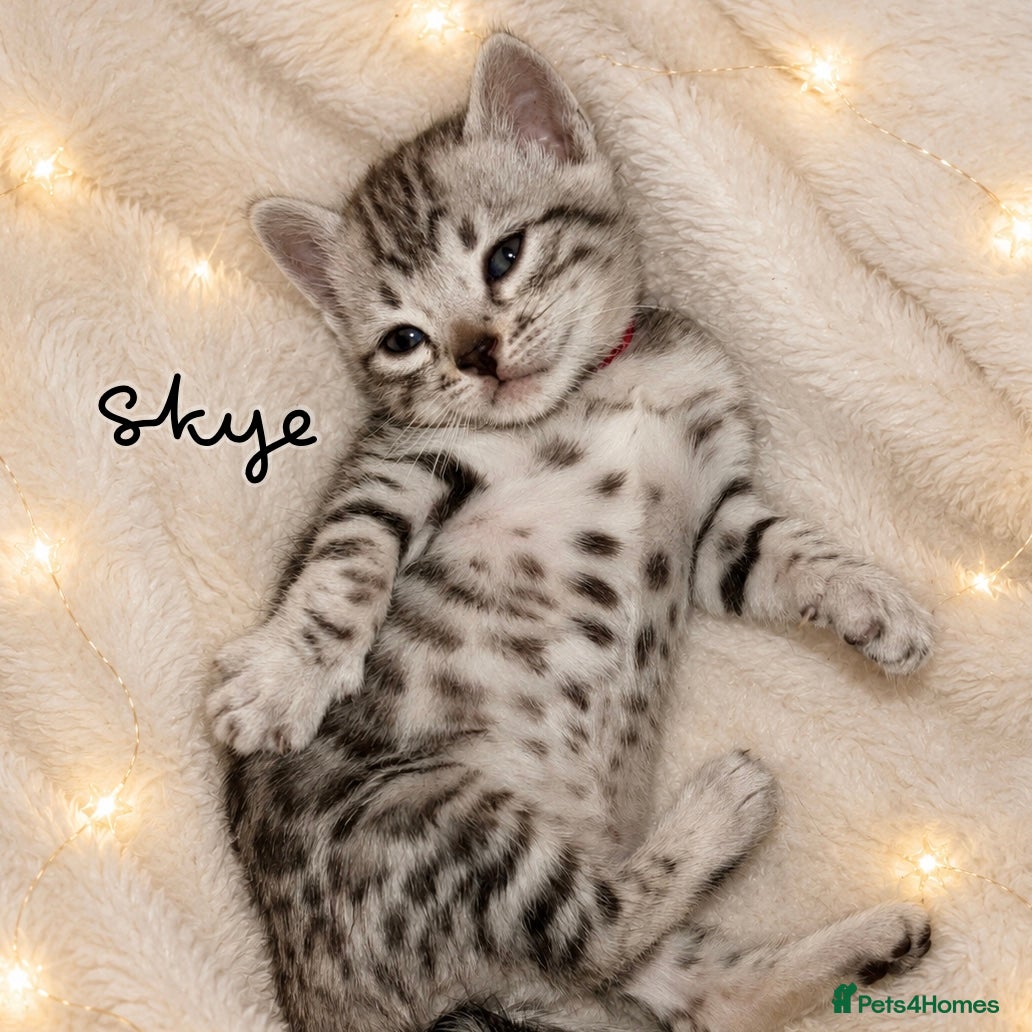 Bengal cats 🎬 Little Leopard Diaries | TICA BENGAL KITTENS 💎 - Advert 2