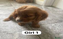 Cocker Spaniel dogs for sale: OUT STANDING GOLDEN SHOW TYPE COCKER SPANIEL  - Image 10