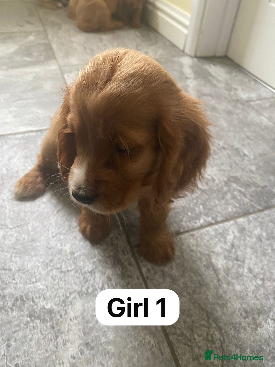 Cocker Spaniel dogs for sale: OUT STANDING GOLDEN SHOW TYPE COCKER SPANIEL  - Image 10