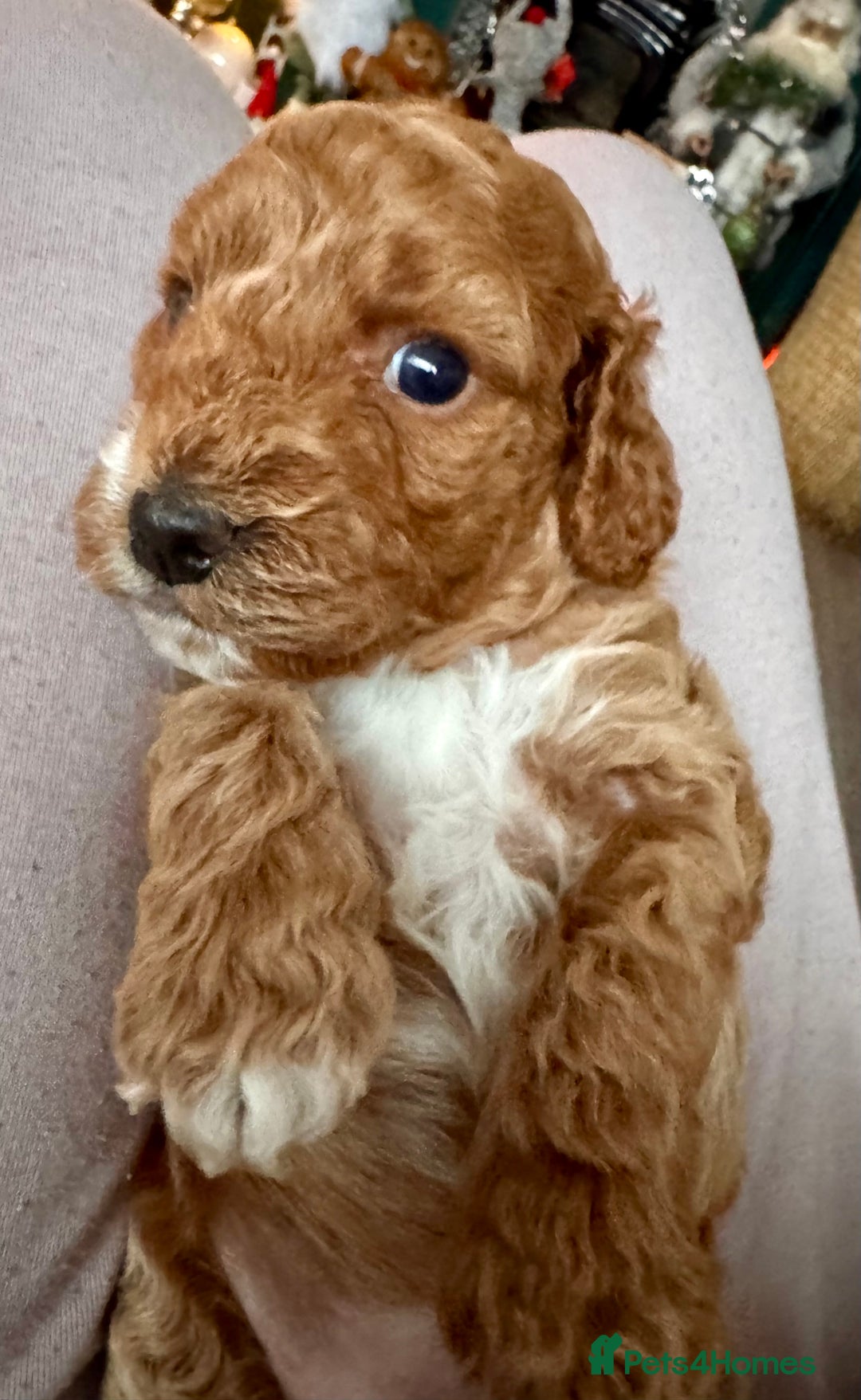 Cockapoo dogs for sale: Red Cockapoo girls Fb2 ready 12/1/26 - Advert 6