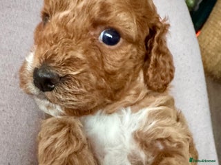 Cockapoo dogs Red Cockapoo girls F1b ready 12/1/26 - Advert 4