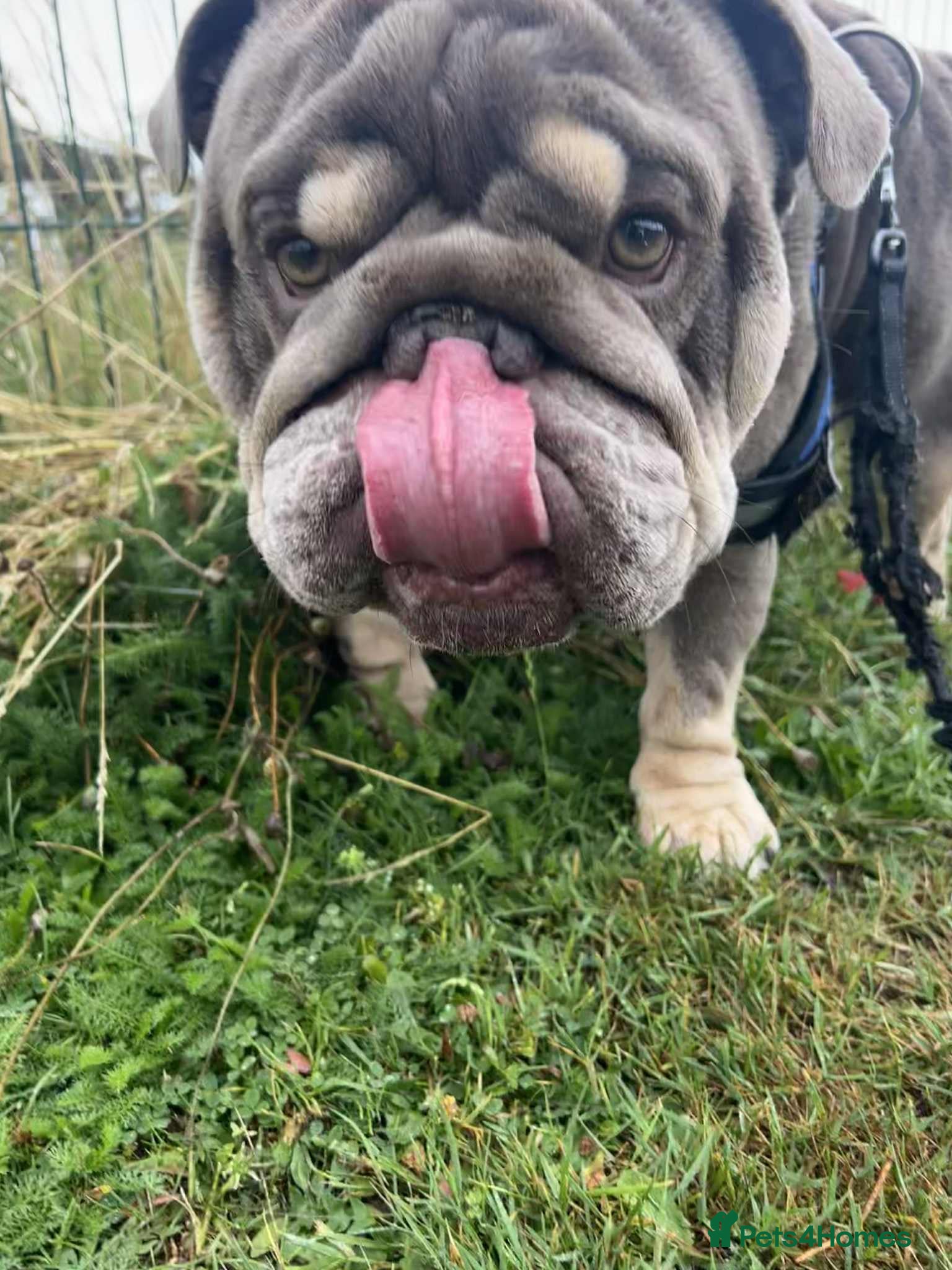 English Bulldog dogs Arthur the English bulldog  - Advert 2