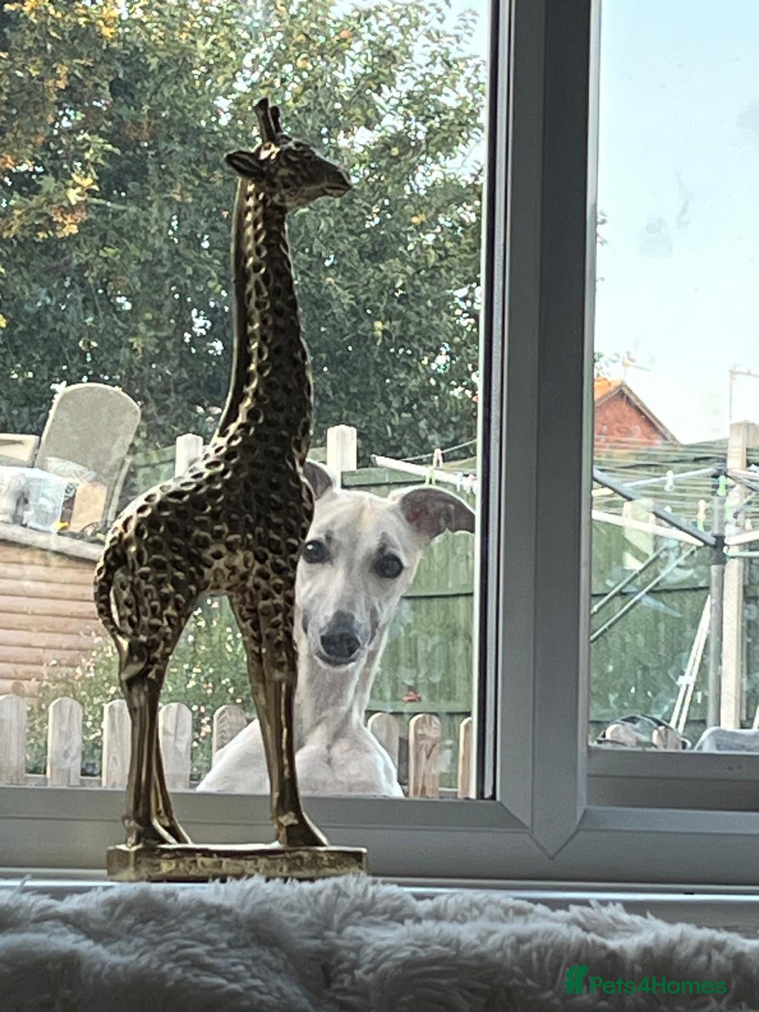Whippet dogs for sale: Honey is looking for her forever home - Advert 7