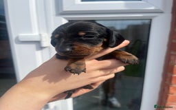 Miniature Dachshund dogs for sale: LAST ONE LEFT Miniature Dachshunds KC Registered in Pershore - Image 11